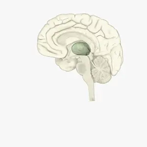 Prints of Digital illustration of thalamus is human brain highlighted in green The Human Brain Prints: Digital illustration of thalamus is human brain highlighted in green