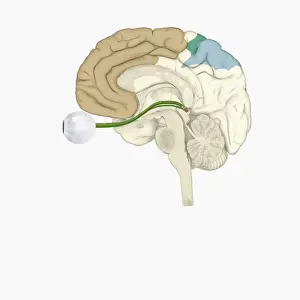 Optometry Prints: Digital illustration of various areas of cortex in human brain receiving input from sense organs