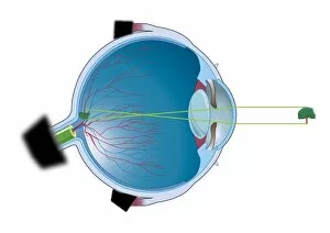 Digital illustration of vertebrate eye using lens to focus light and form and image