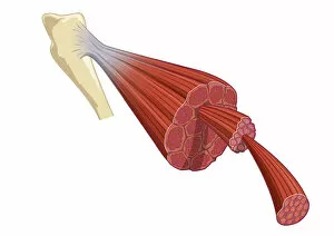 Images Dated 10th February 2009: Digital illustration of vertebrate muscle attached to skeleton