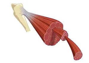 Digital illustration of vertebrate muscle attached to skeleton, consisting of bundles of muscle fibres composed of thousands of thinner muscle fibrils