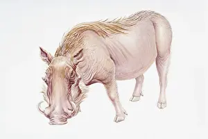 Ugliness Prints: Digital illustration of Warthog (Phacochoerus africanus)