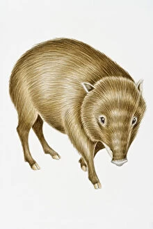 Images Dated 5th September 2008: Digital illustration of White-Lipped Peccary (Tayassu pecari), found in Central and South America