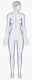 Anatomical Model Prints: Digital illustration of woman with head in profile showing brain connected to spinal cord