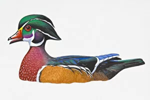 Images Dated 8th September 2008: Digital illustration of Wood Duck or Carolina Duck (Aix sponsa)