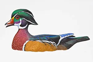 Drake Prints: Digital illustration of Wood Duck or Carolina Duck (Aix sponsa)