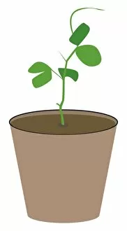Digital illustration of young plant in pot