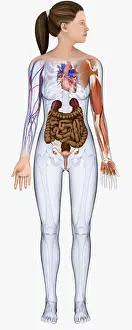 Uterus Prints: Digital illustration of young woman showing intestine, kidneys, heart, veins and muscle