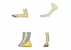 Images Dated 10th February 2009: Digital illustrations of showing, plantigrade, digitigrade, and unguligrade walking gaits