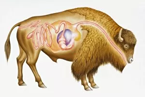 Digitalcross section illustration of European bison (Bison bonasus) showing digestive system