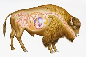 Herbivorous Prints: Digitalcross section illustration of European bison (Bison bonasus) showing digestive system