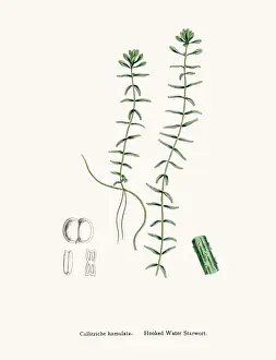 grass