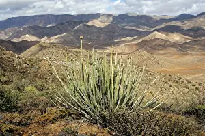 Dikboudmelkbos -Euphorbia dregeana- with seed heads in its habitat, Richtersveld Nationalpark, South Africa