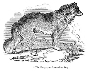 Dingo austalian dog engraving 1893