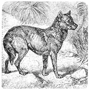 Images Dated 15th January 2016: Dingo or Australian Dingo or Canis lupus dingo