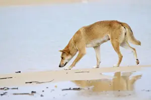 Dingo (Canis lupus dingo), Fraser Island, Australia