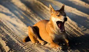 Images Dated 1st January 2016: Dingo