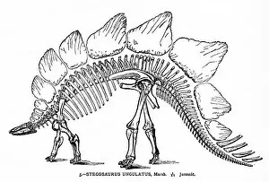 Images Dated 22nd April 2018: Dinosaur engraving 1894
