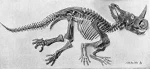 Paleontology Prints: Dinosaur Fossil