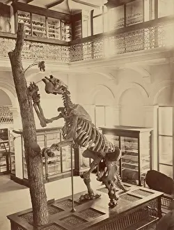 Bones Prints: Dinosaur, Museum of Natural History, Boston