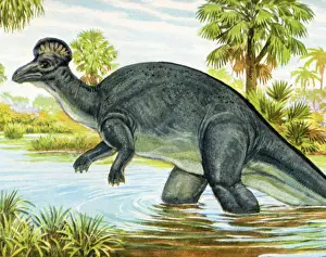 Prints of Paleontology Art Illustration Prints: Dinosaur Wading in a Pond