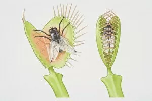 Dionaea muscipula, two Venus Fly Traps, one opening to catch fly and the other with fly trapped between closed lobes