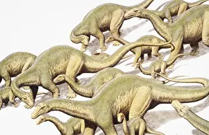Prehistoric Prints: Diplodocus, herd of dinosaurs
