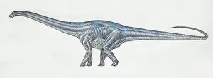 Images Dated 16th March 2006: Diplodocus, side view