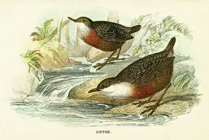 Beak Gallery: Dipper bird engraving 1896