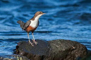 Images Dated 22nd October 2011: Dipper -Cinclus cinclus- on a rock in the water, North Hesse, Hesse, Germany