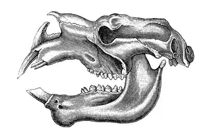 Diprotodon, meaning in Greek two forward teeth, is an extinct genus of diprotodontid marsupial native to Australia during the Pleistocene epoch