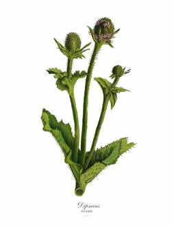 Images Dated 18th February 2019: Dipsacus, Teasel Plants, Victorian Botanical Illustration