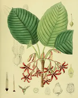 Dipterocarpus (Dipterocarpus) zeylanicus, plant genus two-winged fruit (Dipterocarpaceae) trees, also two-winged nuts or winged fruit trees, belongs to the winged fruit, native to Southeast Asia, Sri Lanka