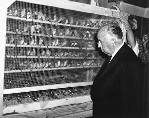 Director Alfred Hitchcock Inspects Finches for The Birds