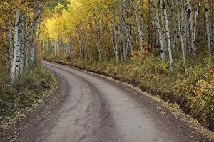Images Dated 26th September 2016: Dirt road through aspen forest, San Juan Mountains, Colorado, USA