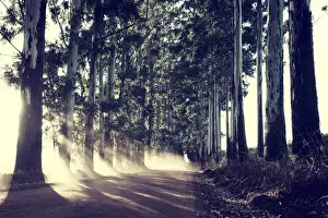 Limpopo Prints: Dirt road with avenue of Blue Gum trees - Messina South Africa
