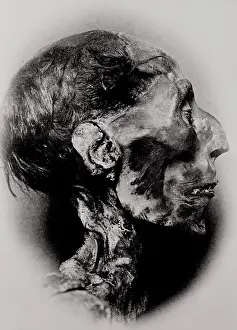 Natural Sciences Prints: Display of a Mummy's Head