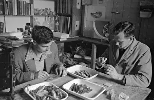 Knife Prints: Dissecting Fish