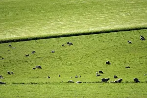 Coloured Background Prints: Distant View of Sheep Grazing in Lush Green Pasture