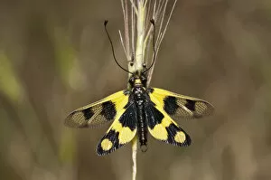 Opened Gallery: Diurnal Owlfly -Libelloides macaronius-, open wing position, Palaiokastro, Serres, Macedonia, Greece