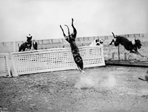Dive! Doggy! Dive