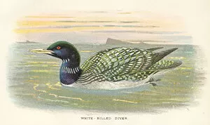 Images Dated 29th September 2017: Diver birds from Great Britain 1897