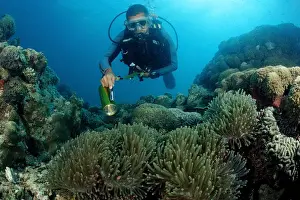 Actions Prints: Diver and Blackfinned anemonefish or Maldives anemonefish (Amphiprion nigripes)