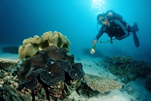 Mollusc Collection: Diver and Fluted Giant Clam (Tridacna squamosa), Indian Ocean, Maldives