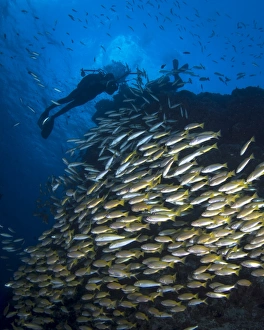 Diver on the Great Barrier Reef