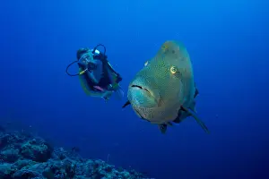 Leisure Sport Prints: Diver and Humphead wrasse -Cheilinus undulatus-, Palau