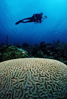 Diver swimming above brain coral, Cuba, Caribbean Sea