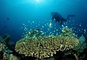Actions Prints: Diver and Table Coral with Green Chromis (Chromis viridis), Indian Ocean, Maldives