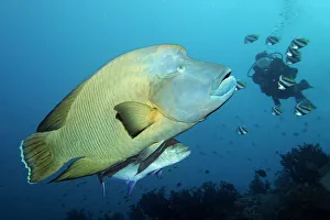 Images Dated 10th August 2014: Diver watching Humphead wrasse -Cheilinus undulatus- and Bluefin trevally -Caranx melampygus