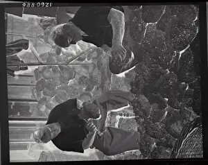 Sponge Prints: Divers Cleaning Sponges